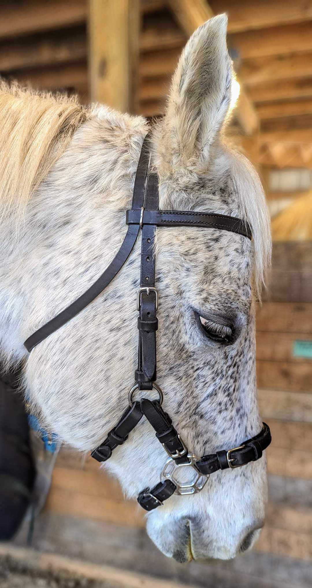 Cob Size Horse With A Silver Hackamore on our Bitless Bridles