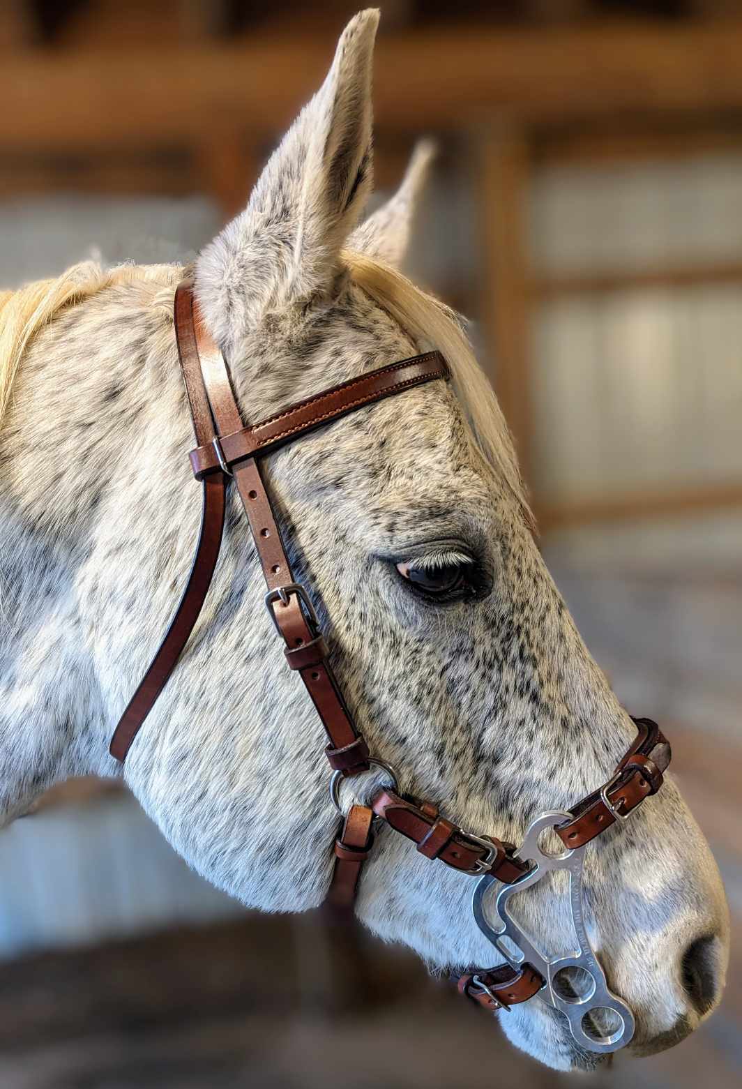 Custom Amish Handman Leather Hackamore Bridle, Brown with Stainless Fittings and Silver Hackamore