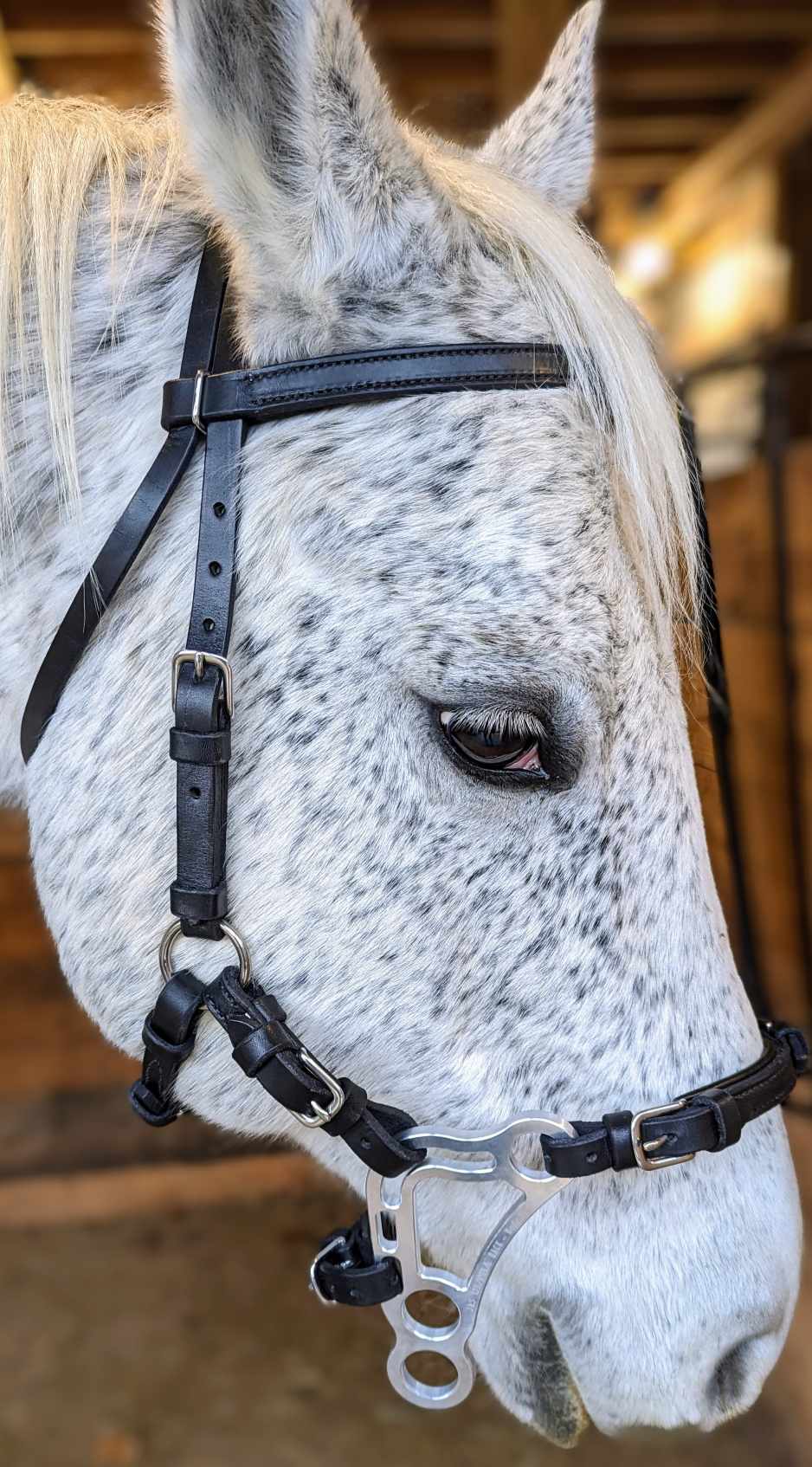 Custom Amish Handman Leather Hackamore Bridle, Black with Stainless Fittings and Silver Hackamore