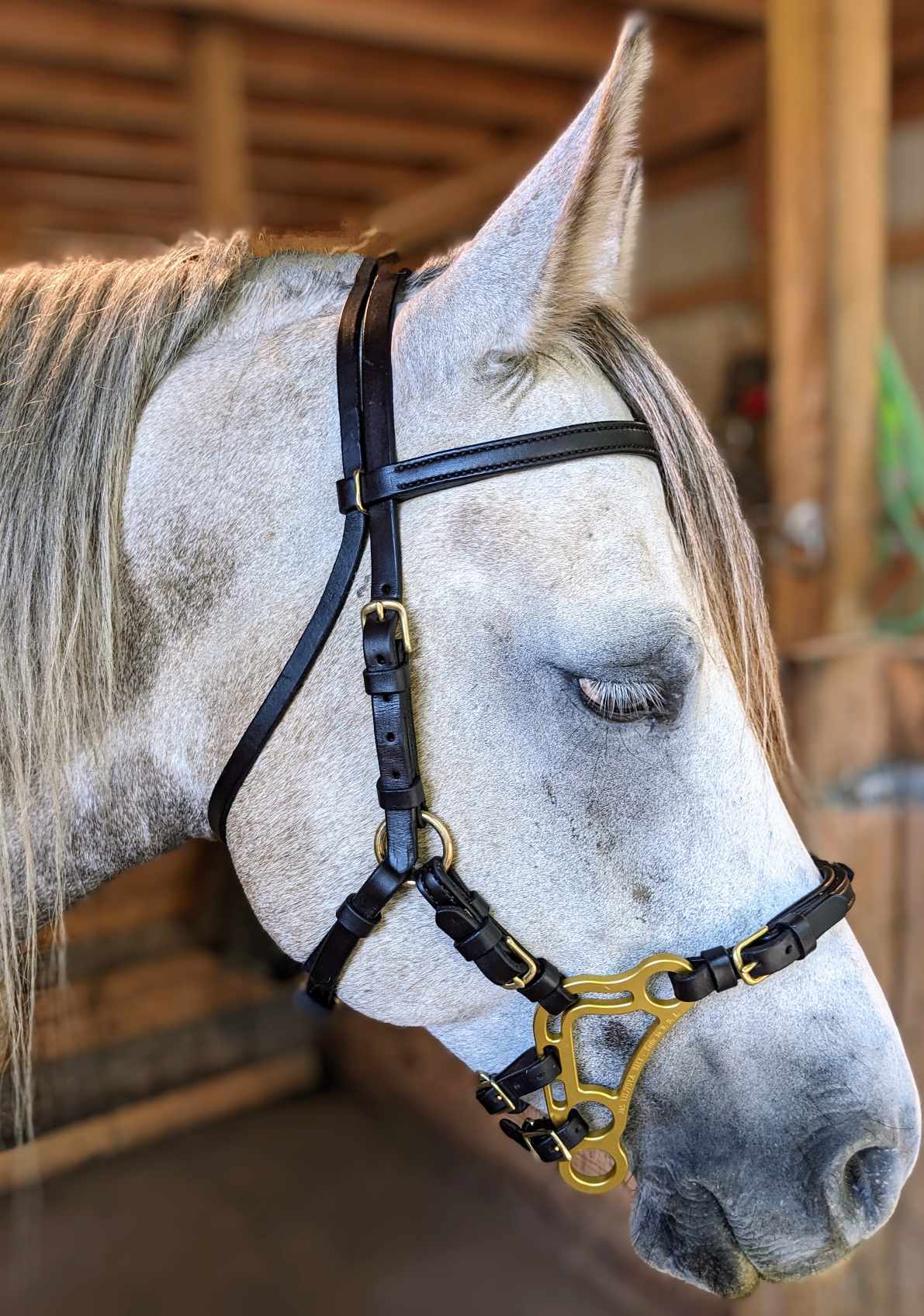 Custom Amish Handman Leather Hackamore Bridle, Black With Brass Fittings and Gold Hackamore