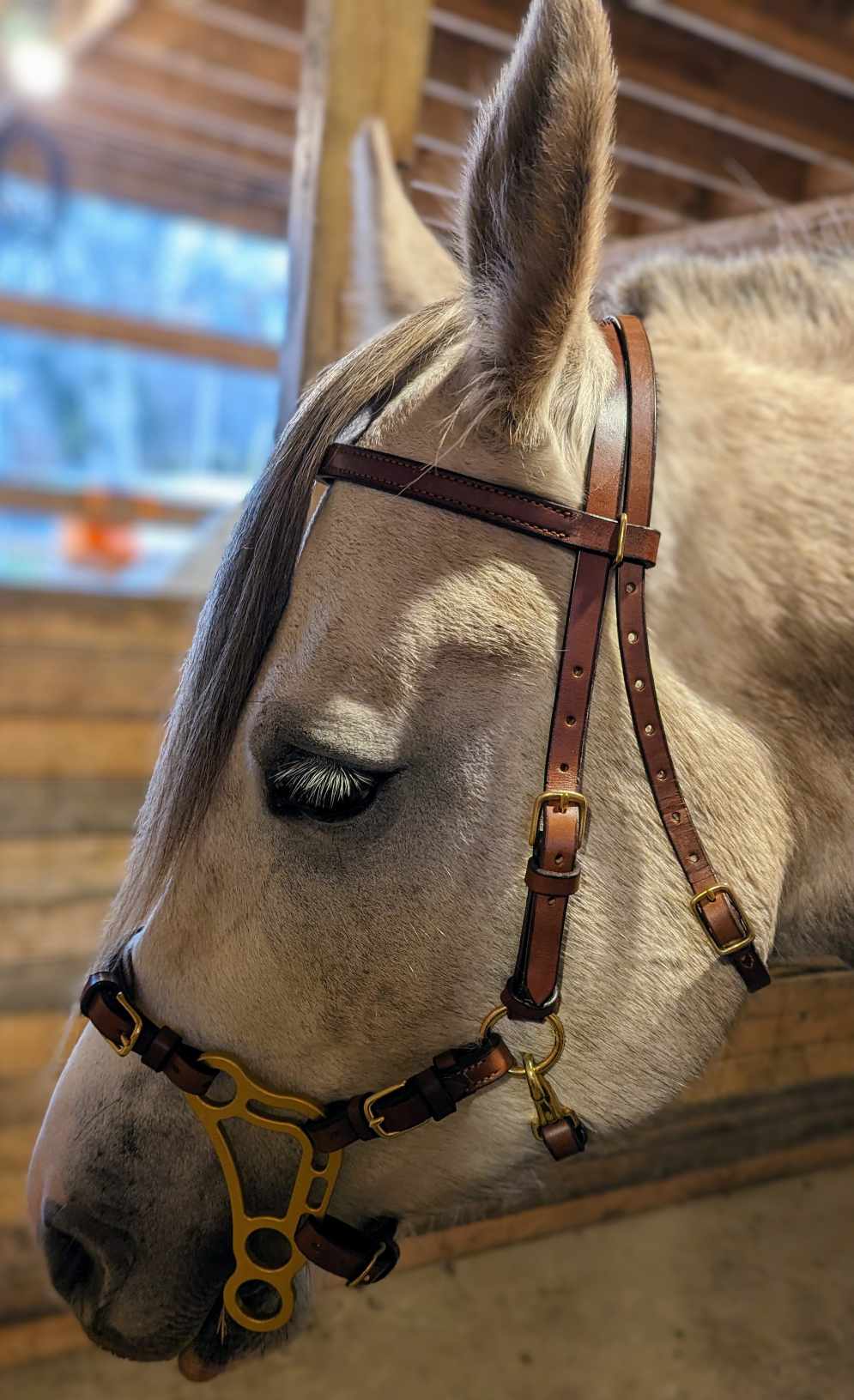 Bridon pour Hackamore Noir et Rouge Bridon pour Hackamore Noir et Rouge