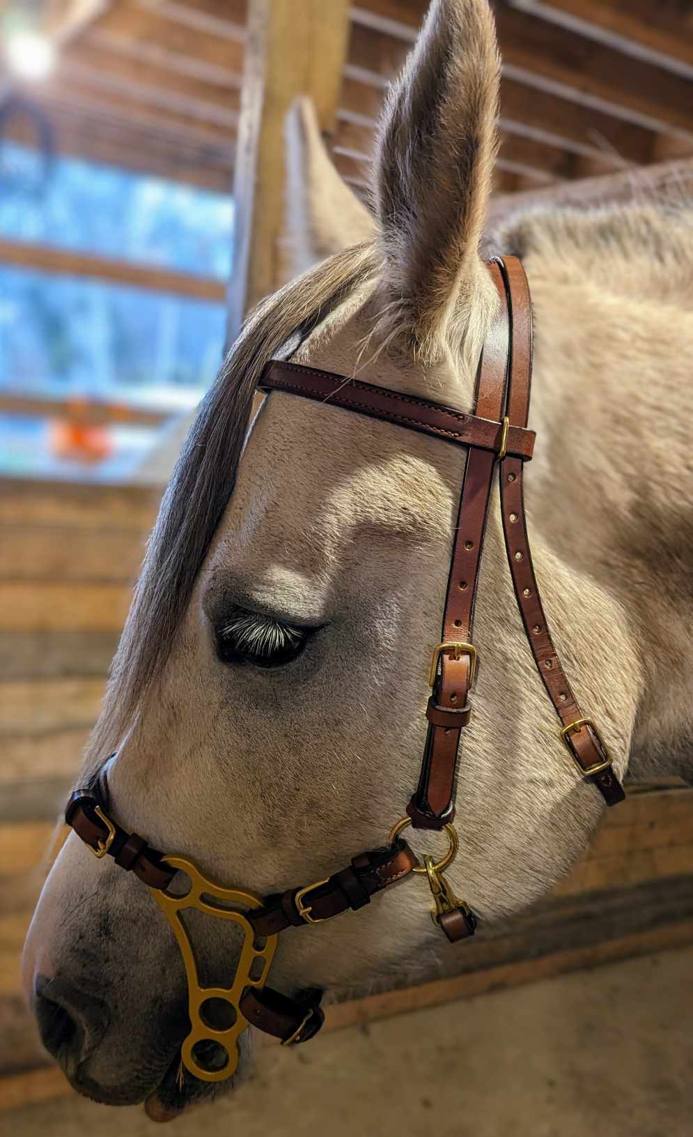 Custom Amish Handman Leather Hackamore Bridle, Brown with Brass Fittings and Gold Hackamore